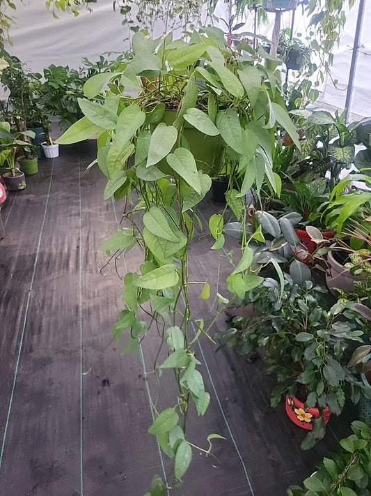 CEBU BLUE Pothos Plant - Easy Care, Well-Rooted Live Plant, Epipremnum Pinnatum
