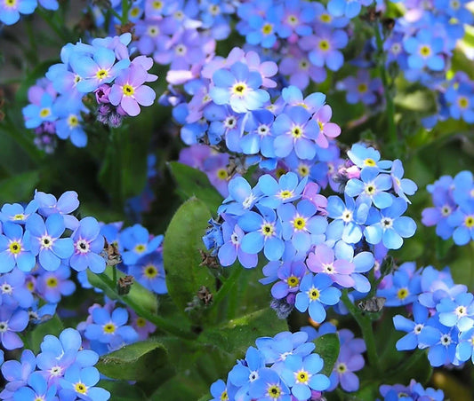 Blue Forget Me Not Seeds - 5,000+ Easy to Grow Wildflower Seeds - Myosotis spp.