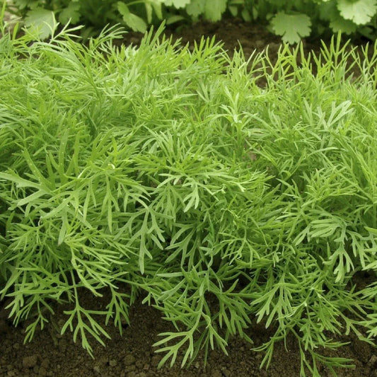 Mammoth Long Island Dill Seeds - 500+ Count - Heirloom Herb for 2025 Planting - Anethum graveolens