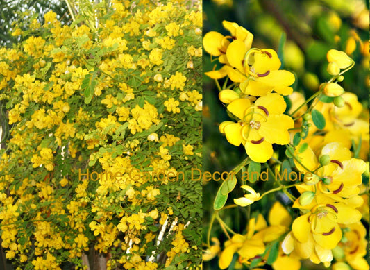 Rooted Christmas Senna Plants, Yellow Flower Butterfly Host, Cassia bicapsularis