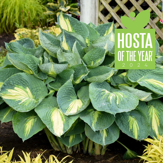 Hosta Plant 5.25" Pot Shadowlands "Hudson Bay" Proven Winners Perennial for Shade - Hardy Perennial Foliage