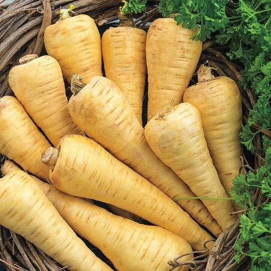 Parsnip Seeds 200+ Count Non-GMO All American Vegetable Garden Seeds Pastinaca sativa Free Shipping US Seller