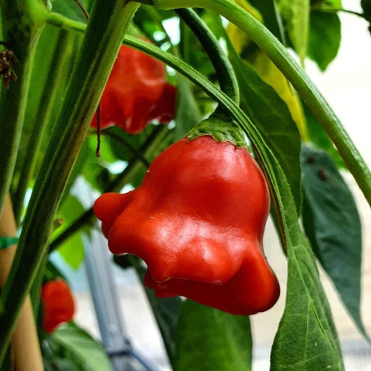 Bishop's Crown Hot Pepper Seeds - 15+ Non-GMO Capsicum Annuum Vegetable Seeds