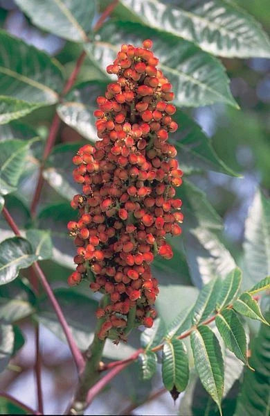 Smooth Sumac Seeds, 30 Count, Rhus Glabra, Drought-Tolerant Native Plant, Edible Berries, Ornamental Foliage