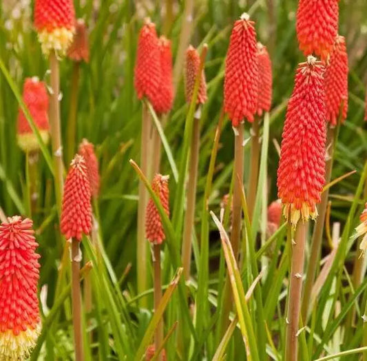 Red Hot Poker Seeds 30+ Kniphofia uvaria Torch Lily Perennial Flower Garden