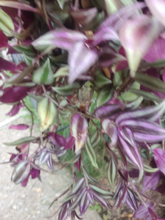 Wandering Jew Live Cuttings 12" Tradescantia Zebrina with Aerial Roots - Indoor Plant for Home Decor