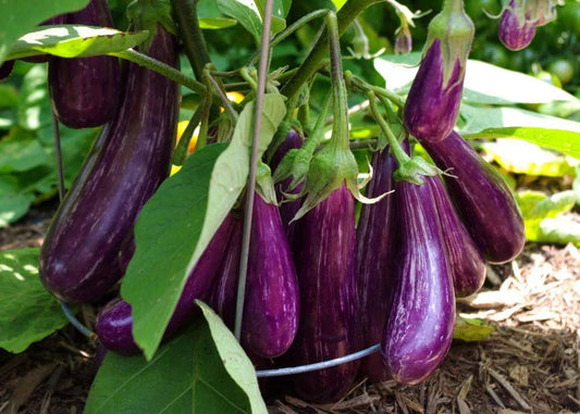 Long Purple Italian Eggplant Seeds, Fingerling, NON-GMO, Solanum melongena, Heirloom, 100 Seeds