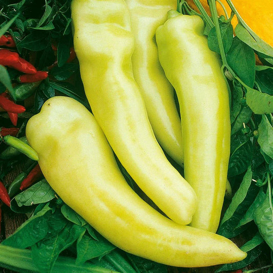 Sweet Banana Pepper Seeds - 50+ Heirloom Yellow Vegetable Seeds - Non-GMO, USA Grown, Perfect for Home Garden