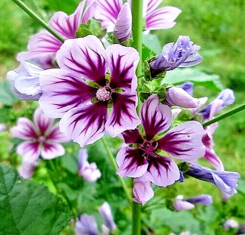 Zebra Mallow Seeds 1000 Count, Hardy Zebra Striped, Malva sylvestris, Bulk