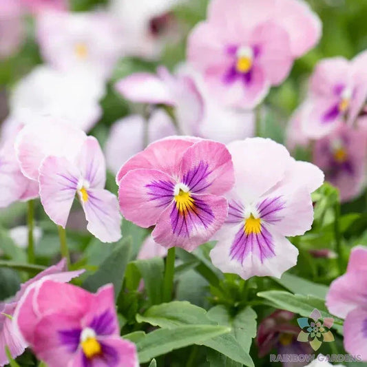 Panola Pink Shades Mix Pansy Seeds - 200+ Count for Garden (Viola) - Vibrant Flowering Annual Seeds