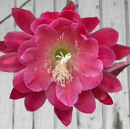 Epiphyllum Hybrid Starter Pot 4" Nini's Two Toned Pink Plant (Epiphyllum spp.) Fully-Rooted Succulent