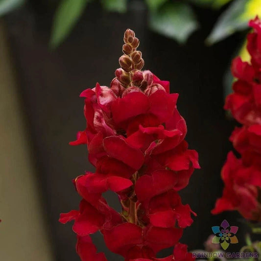 Sonnet Crimson Snapdragon Seeds - 1000+ Seeds for Garden Planting - Antirrhinum majus - USA