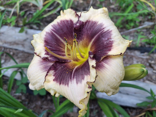 Blackthorne Daylily Starter Plant - 1 Bareroot - Hemerocallis - Vibrant Perennial Flower for Gardens