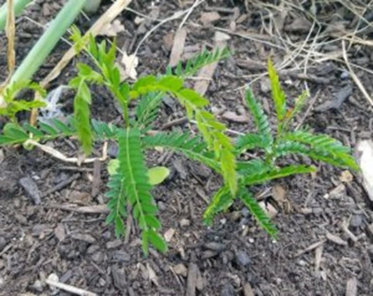 Live Thornless Honey Locust Tree Plant - Well Rooted Gleditsia Triacanthos - Native Variety for Landscaping