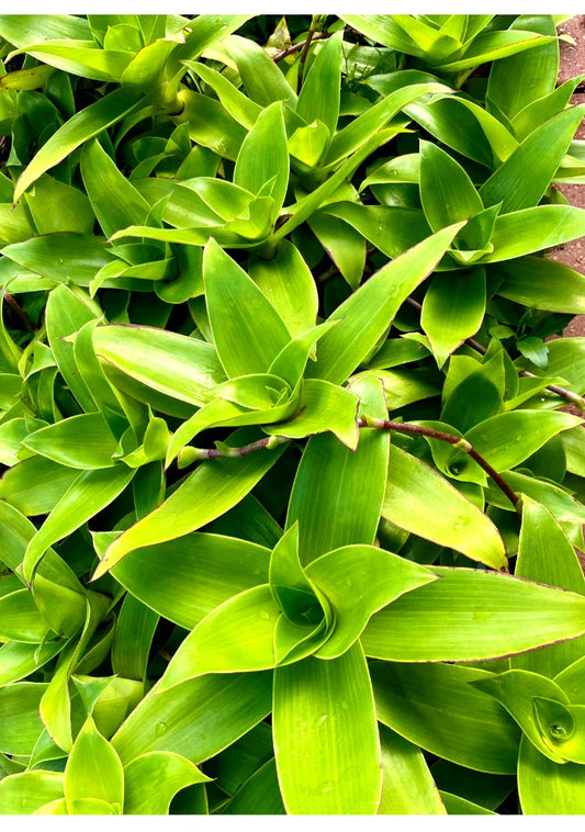 Two Basket Plant Cutting 10'' - Callisia fragrans - Holistic Medical Plant - Indoor Houseplant