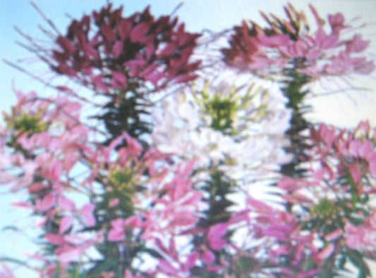 Cleome Seeds - Queen Mixture - Colorful Annual Flower Variety - Cleome hassleriana