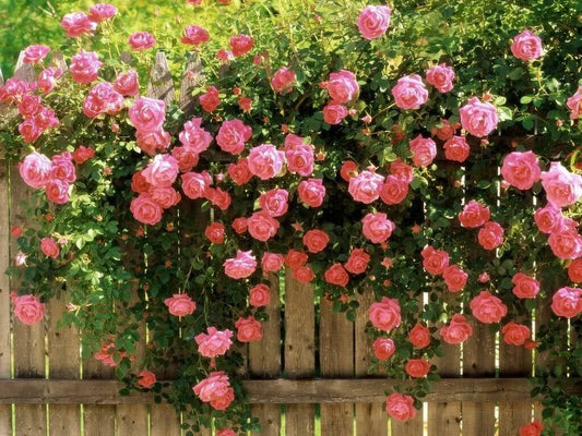 Pink Climbing Rose Seeds - 10 Fragrant Rosa Bush Vine Climber - Butterfly Attracting Flowers