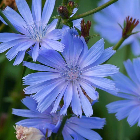 Chicory Seeds 300+ Blue Dandelion Cichorium Intybus NON-GMO USA Free Shipping