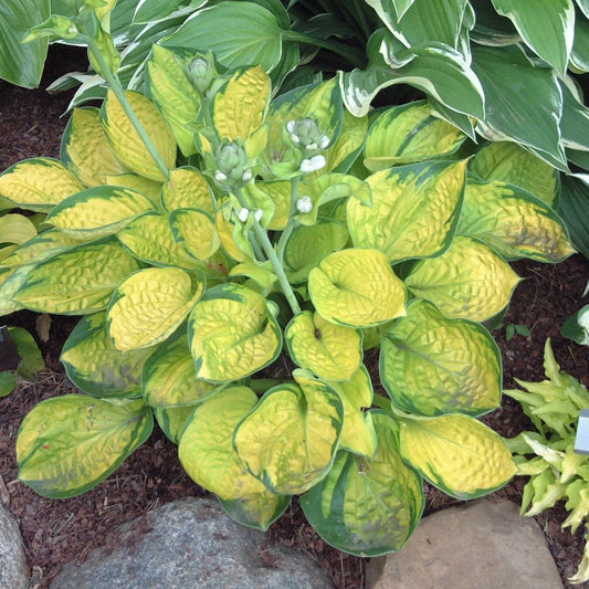 Hosta Plant in 5.25" Pot - Rainforest Sunrise Perennial for Shade - Hostaceae