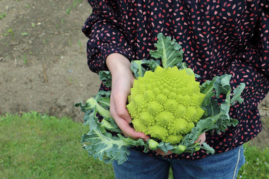 Romanesco Broccoli Seeds Non-GMO Heirloom - Green Vegetable Seeds for Backyard Gardening - Brassica oleracea