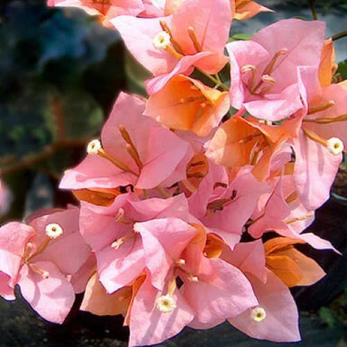 Bougainvillea Starter Plant | Hugh Evans Variety | Well Rooted | Tropical Ornamental Foliage