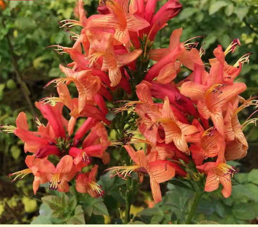 Cape Town Coral Tecomaria Starter Plant - Small Rooted Hummingbird Attracting Plant, Tecomaria capensis