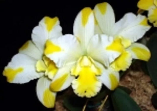 Compact Orchid Plant 2.5" Pot Rhyncattleanthe Solar Flare 'Paradise'