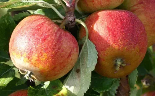 Cox's Orange Pippin Apple Seeds - 25+ Heirloom Seeds for Garden Planting - Malus domestica - USA
