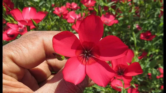 Scarlet Flax Seeds - 200+ Fresh Seeds - Linum grandiflorum