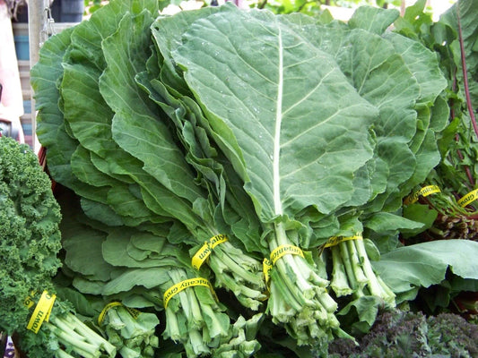 Collard Greens Seeds - 360 Seeds - Georgia Collard Variety - Brassica oleracea (Acephala Group)