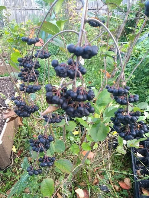 Viking Aronia Berry Plant - Live Rooted Starter Plant - Zones 3-8 - Aronia melanocarpa