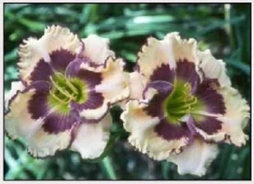 Daylily Plant - Artisan's Touch - Reblooms Peach Purple - Hemerocallis spp.