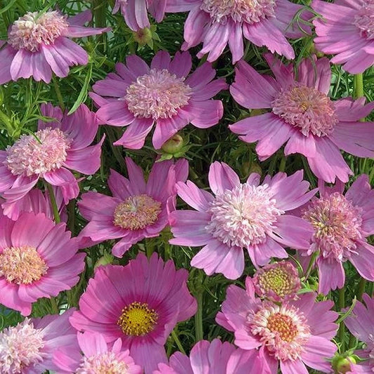 Pink Popsocks Cosmos Seeds - 200+ Pack for Garden Planting - Cosmos bipinnatus - USA