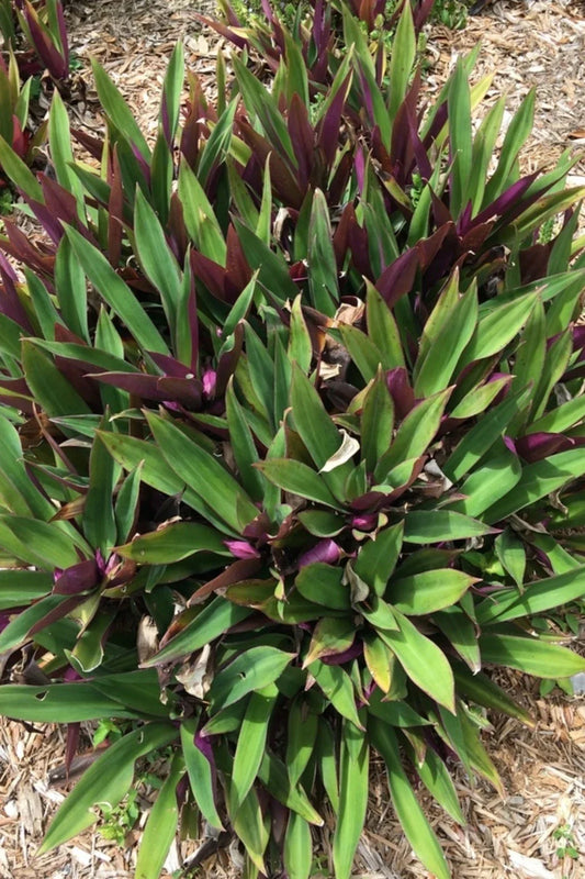 Oyster Plant - Moses in the Cradle - 3 Rooted Plants from Florida - Tradescantia spathacea + FREE Plant