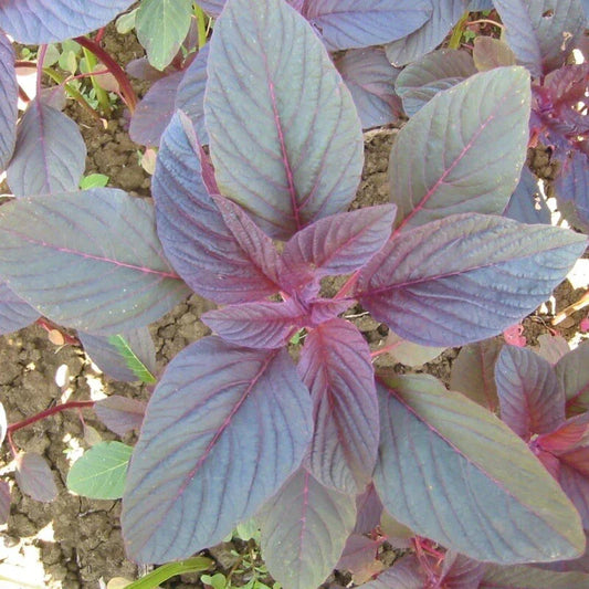 Red Amaranth Seeds - 2000+ Non-GMO Red Garnet Variety | Amaranthus cruentus - USA Grown