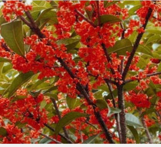 Red Sweet Tea Olive Starter Plant - Beni Kin Mokusei - Osmanthus fragrans - Rooted Plant for Garden or Landscape