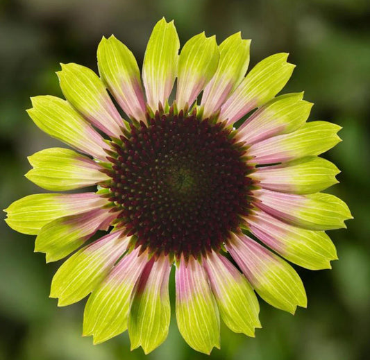 Echinacea Prairie Blaze Vintage Lime Live Perennial Starter Plant Echinacea purpurea, Colorful Coneflower