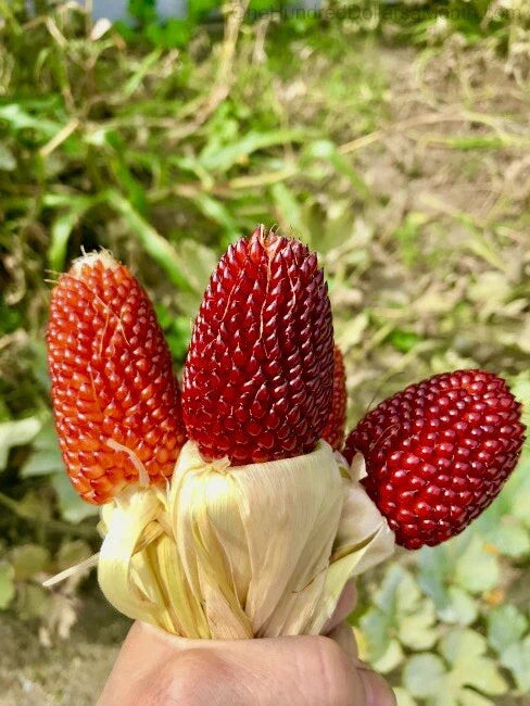 Strawberry Popcorn Corn Seeds - 25+ Non-GMO Ornamental Vegetable Seeds - Unique Red Color Variety