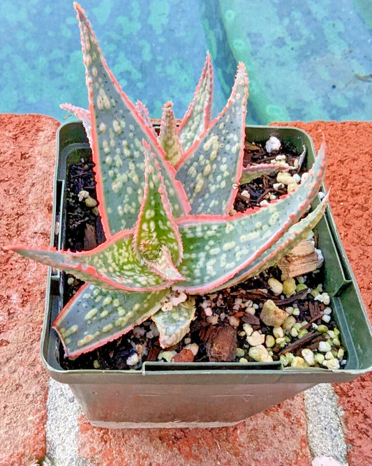 Aloe Plant 4" Diameter Potted Christmas Sleigh Aloe vera