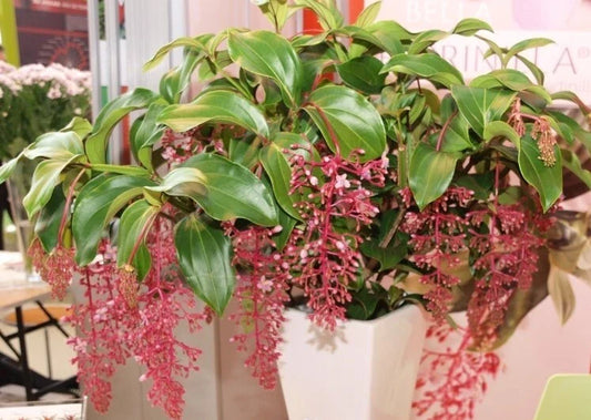 Live Well Rooted Starter Plant - Rare Bella Magnifica Medinilla - Exotic Indoor Plant - Unique Home Decor
