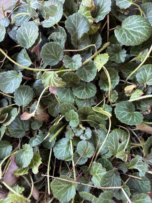 Strawberry Begonia Plants - 2 Bare Root Saxifraga stolonifera - Hardy Ground Cover, Unique Foliage, Easy Care