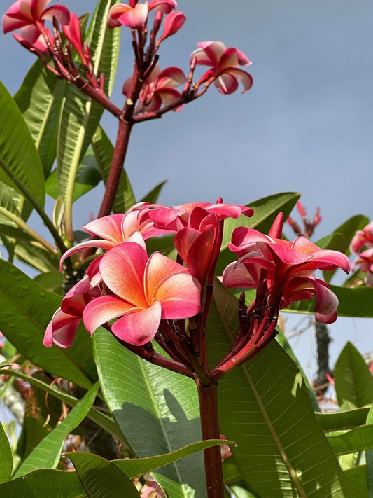 Pink Plumeria Cutting 10 Inch Unrooted Starter Plant, Frangipani Variety, Fresh Single Head Cutting