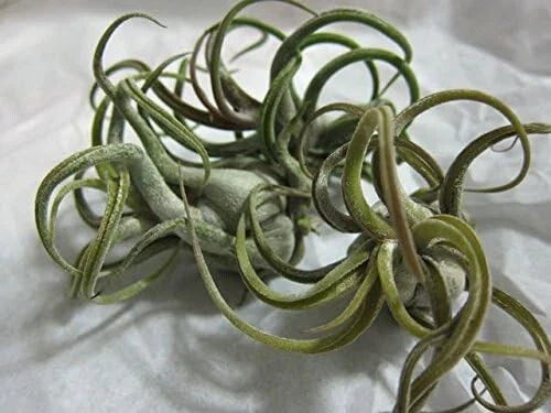 5 Pack Caput Medusae Air Plants - Low Maintenance Exotic Variety - Tilandsia