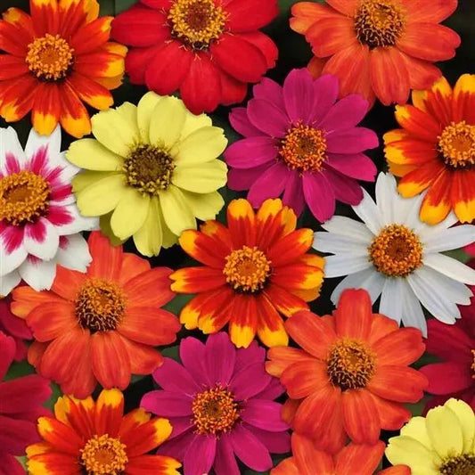 Zahara Bonfire Mix Zinnia Seeds - 100+ Pack for Garden Planting - Zinnia elegans - USA