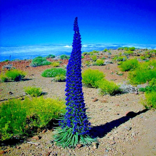 Pride of Madeira Flower Seeds - Blue Tower of Jewels - Echium fastuosum - Garden Plant