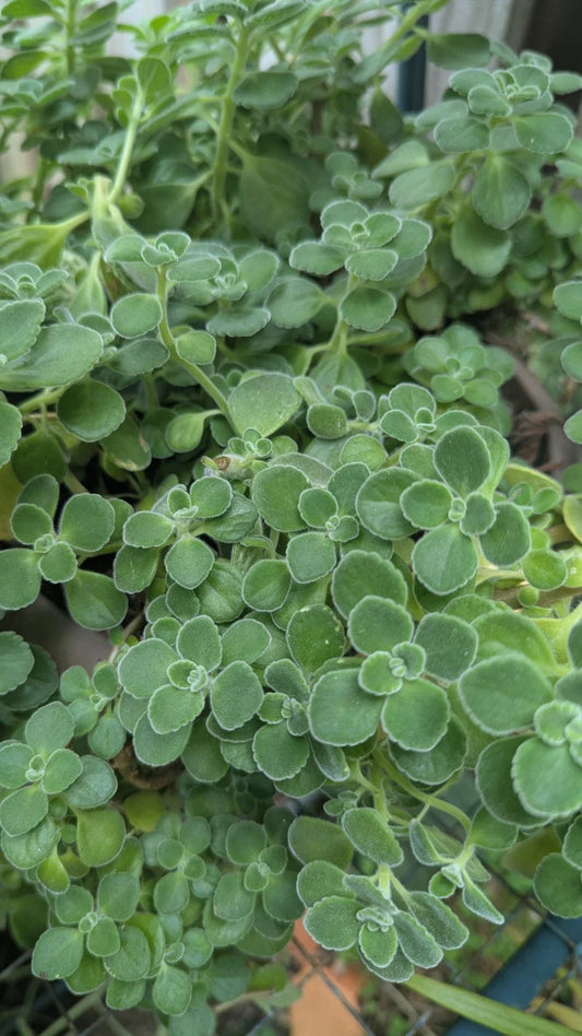 Vicks Plant Cuttings - 5 Unrooted Plectranthus Tomentosa Cuttings - Aromatic Herb for Home Gardening