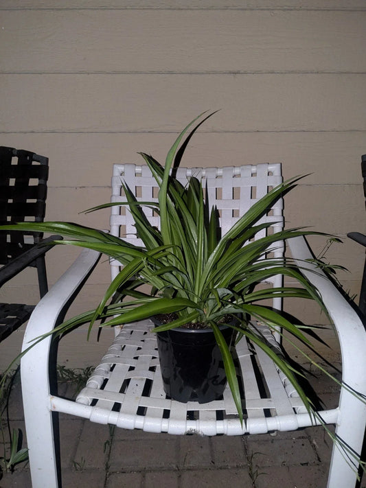 Rooted Spider Plant in Pot, Solid Green, Live Indoor Plant, Chlorophytum comosum