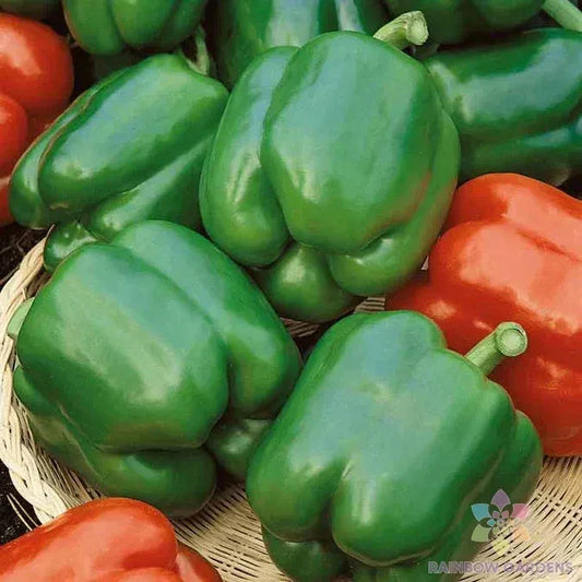 Yolo Wonder Sweet Pepper Seeds - 25+ Pack - Non-GMO Garden Seeds - Capsicum annuum - USA