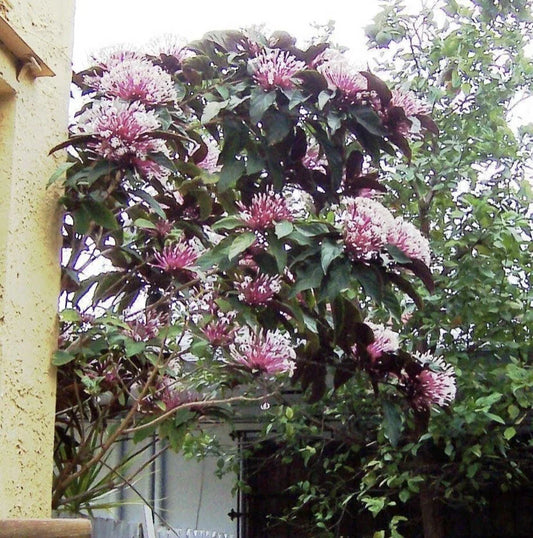 Shooting Star Plant Starter - Clerodendrum Quadriloculare Starburst - Live Potted Plant