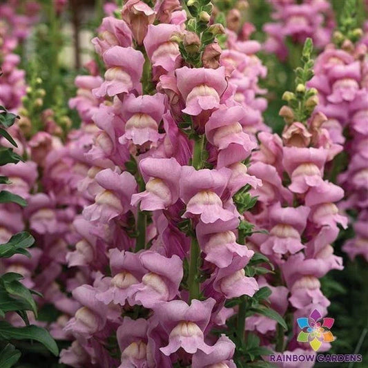 Snapdragon Seeds - 1000+ Opus Lavender - Antirrhinum majus - Garden Planting, USA, Free Shipping